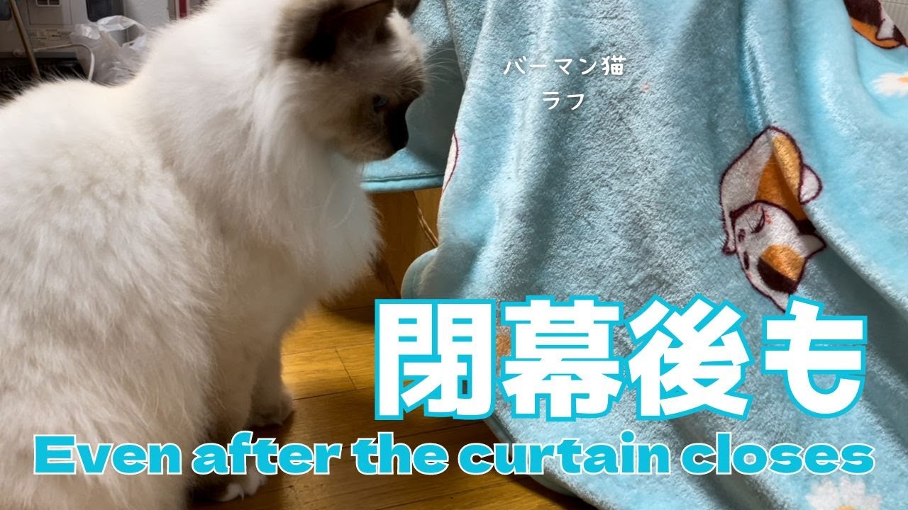 バーマン猫ラフとガブ【閉幕後も】Even after the curtain closes（バーマン猫）Birman/Cat