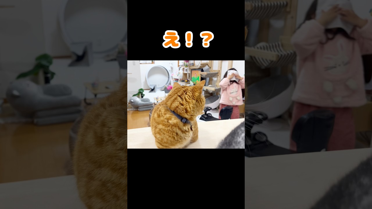 『や、やばいのが来ただに...』 #猫 #マンチカン #shorts