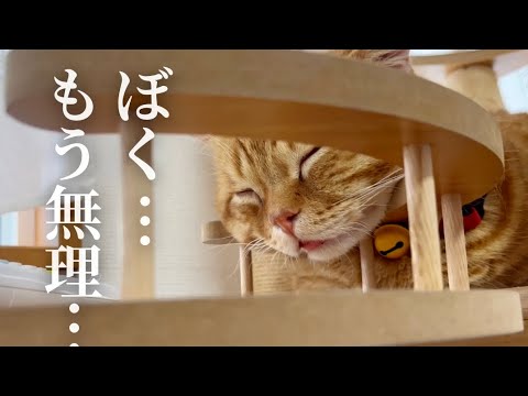 突然、夏がはじまった日のまん丸猫の様子が... #猫 #マンチカン