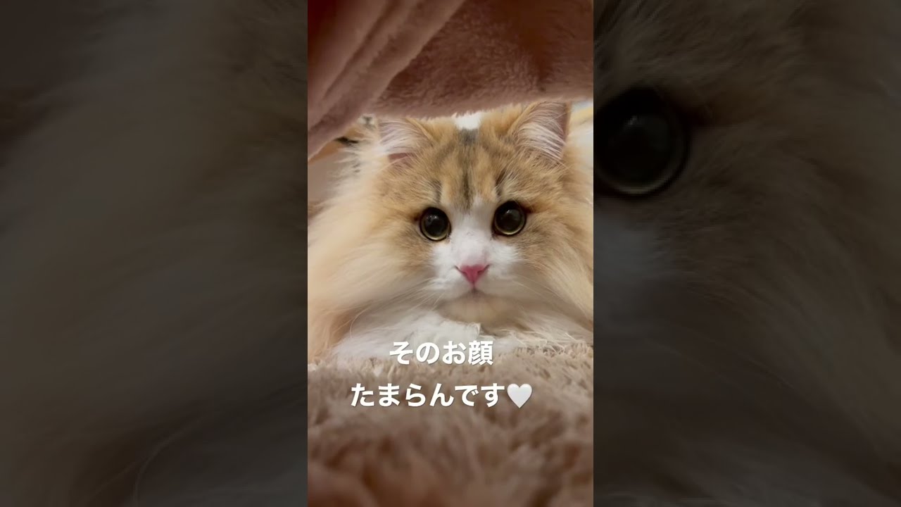 布団をめくるとそこにはもふもふ猫ちゃん #shorts #ペット #ミヌエット