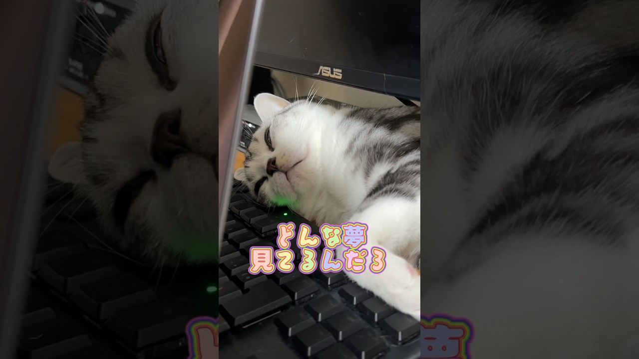 パソコンの裏には... #猫 #アメリカンショートヘアー #アメショ #猫のいる暮らし #cat #americanshorthair #shorts
