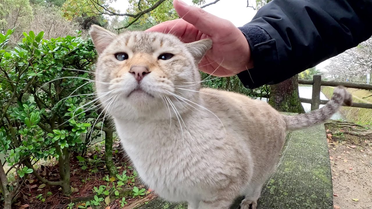 寄り目のシャム猫をモフったら、目を細めて喜んでくれた