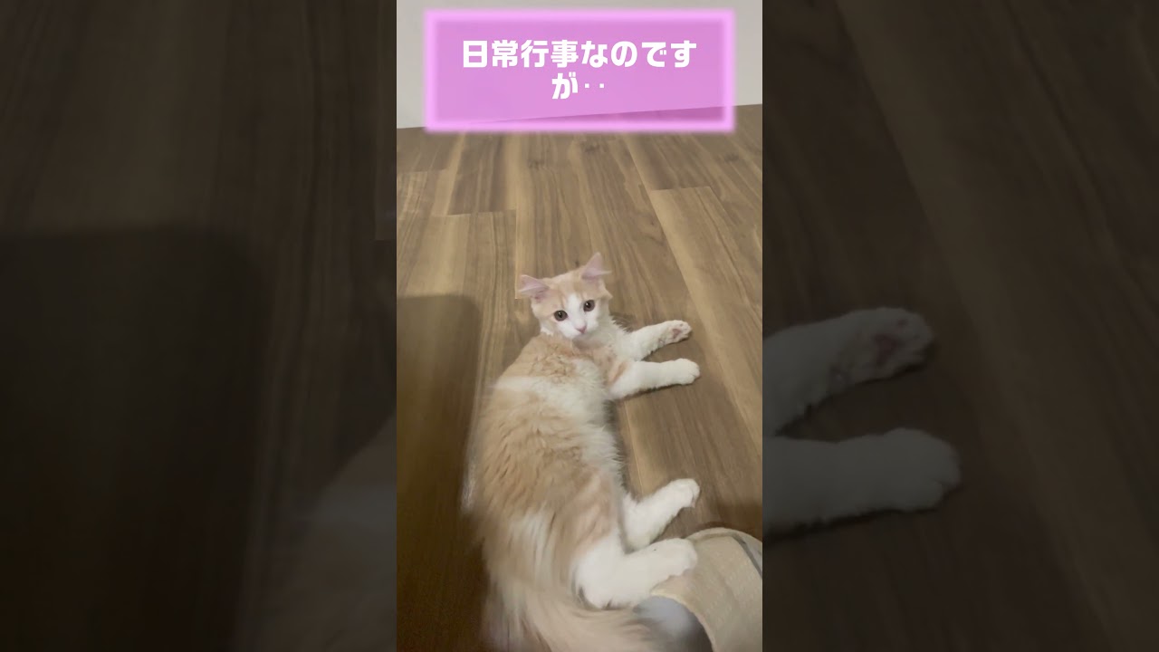 じゃれあいが可愛い猫 #ラガマフィン #子猫
