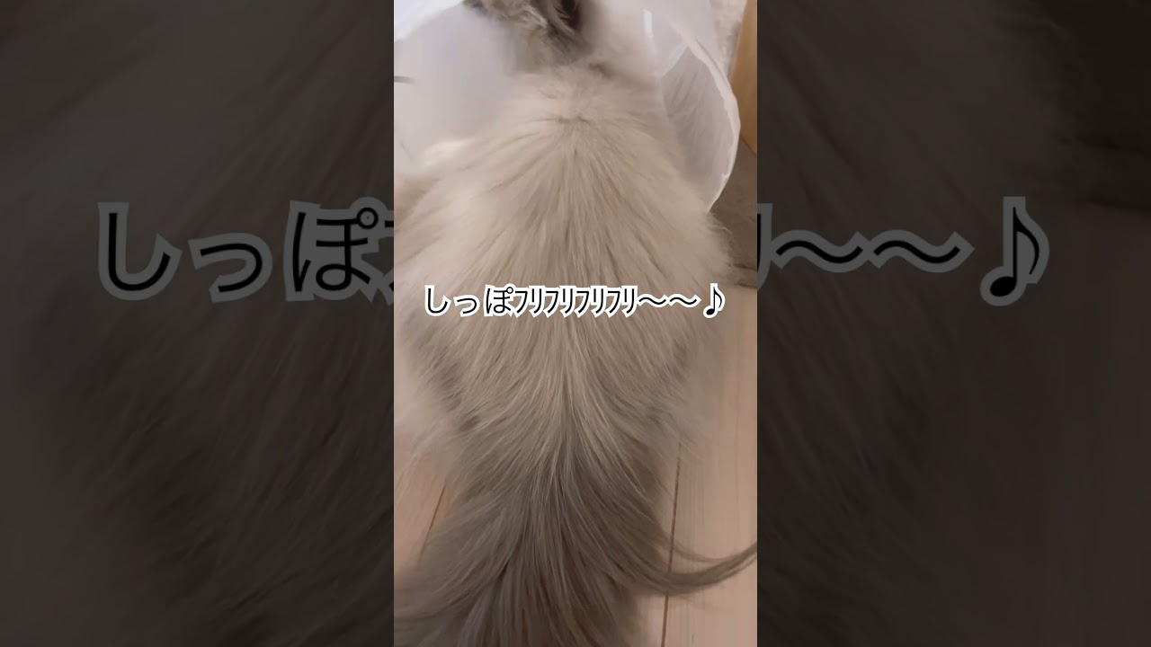 しっぽふりふりのヒマラヤンのマーベル🐈 #shorts #うちのにゃんこ #ヒマラヤン #マーベル #cat #ねこ #かわいい