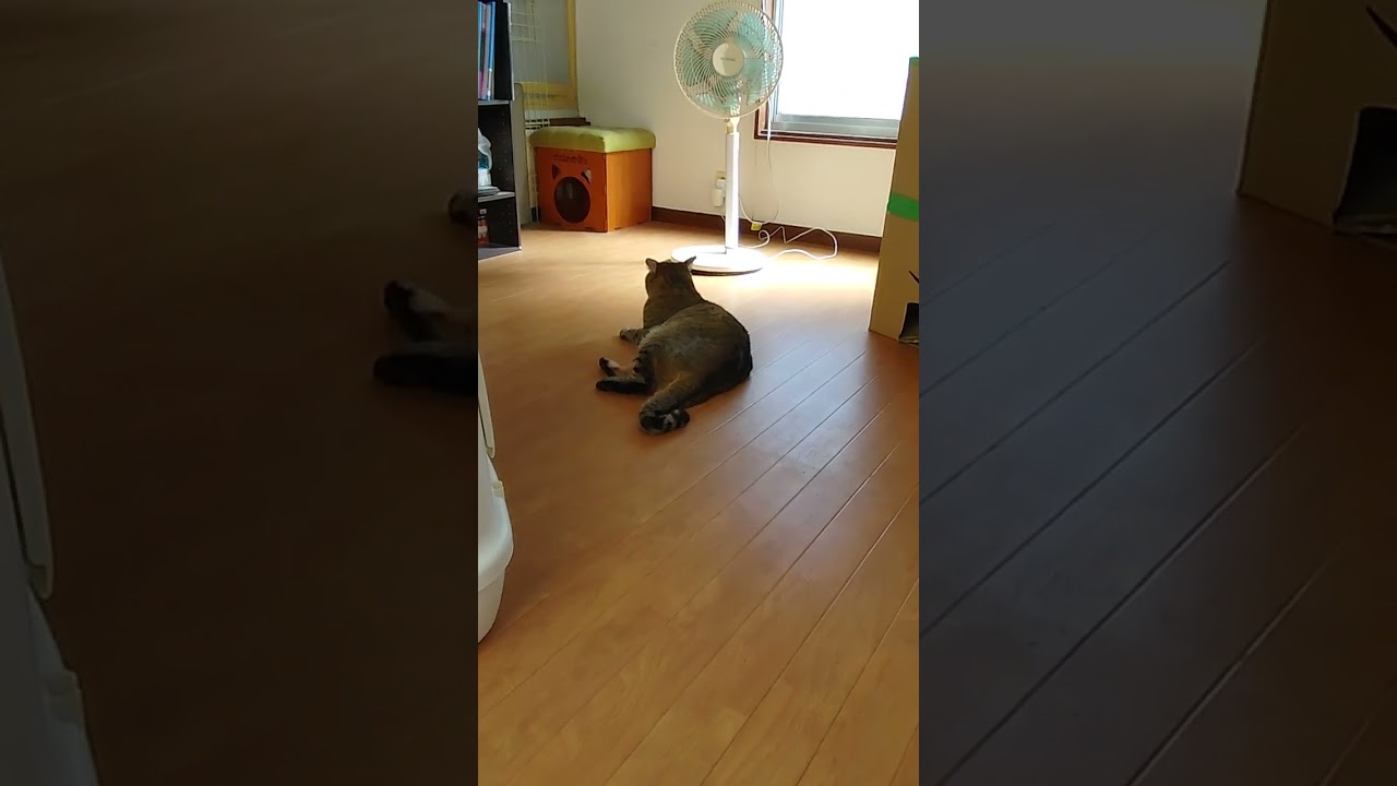 挨拶を交わす　大吉　　 #japanesecat #日本猫