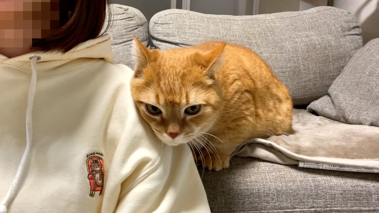 テレビを見てる飼い主にぴったりくっつく猫が可愛い！