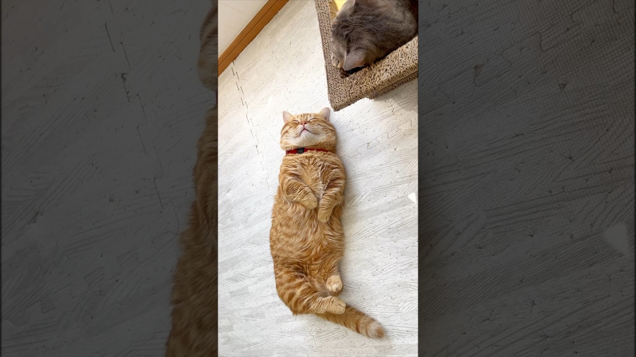 春の木漏れ日の中のまん丸猫 #猫 #マンチカン #shorts