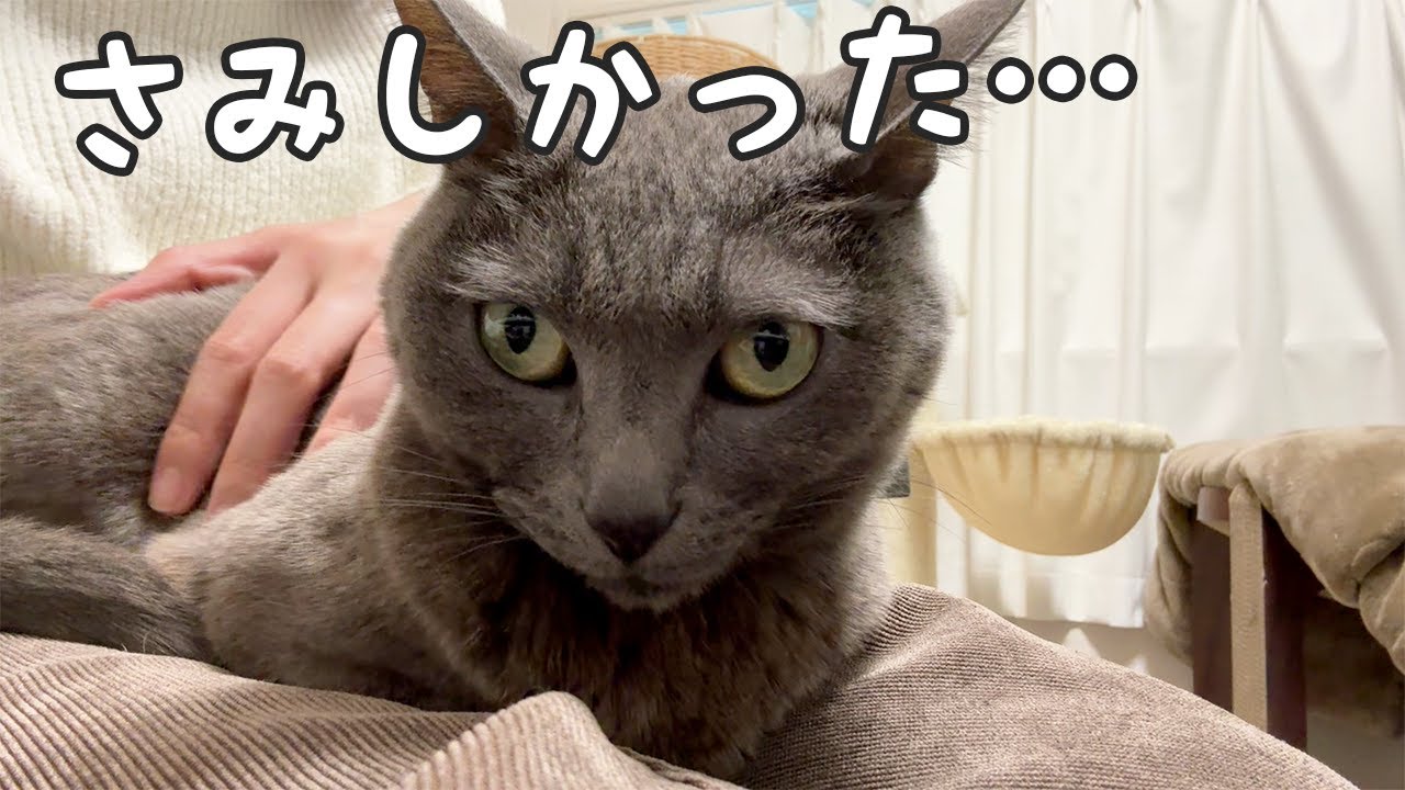 1泊2日の旅行から帰ったときの猫たちの反応…！