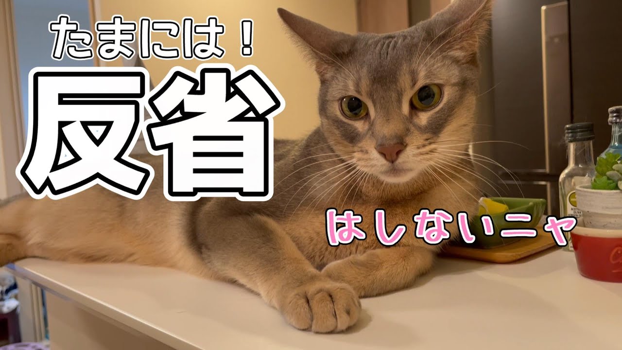 反省は一瞬しかしないうちの猫さん♡