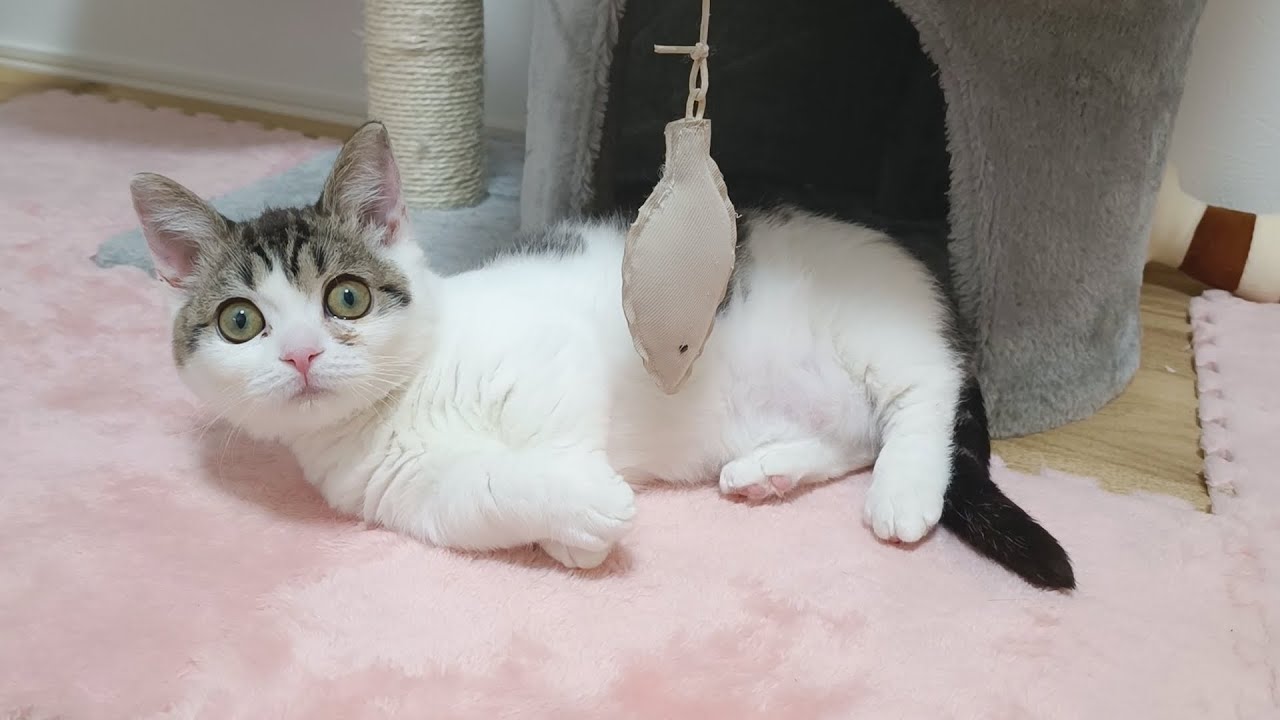可愛すぎる子猫が部屋をグチャグチャにするので新しいおもちゃを与えてみた！