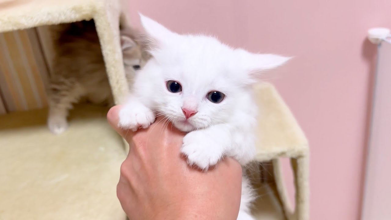 【マンチカンの子猫】明日は卒業のお別れ前夜の様子な件 ～猫のいる生活Vol.921～出産動画 マンチカン短足・ミヌエット・ペルシャ猫専門ブリーダー『ペット蔵人』【子猫の成長記録】