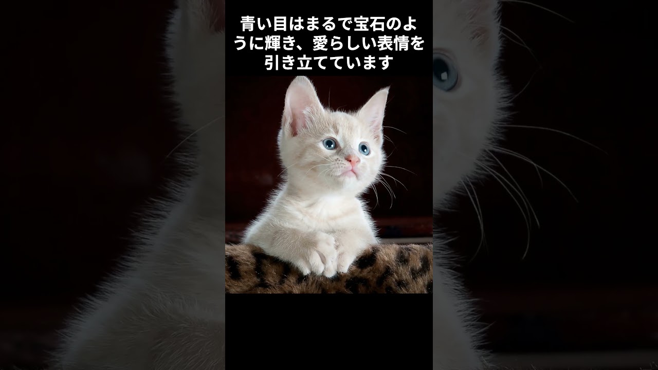 【バーマンの雑学】 #cat #ねこ#1分雑学
