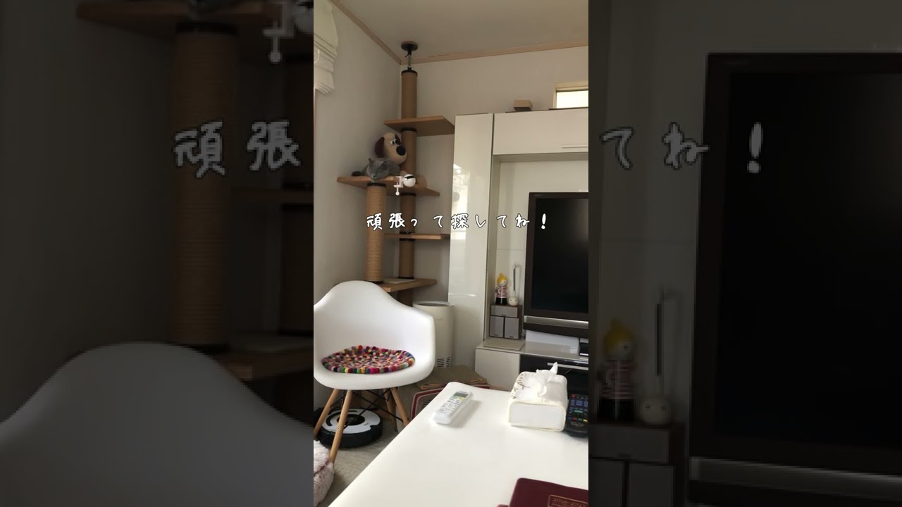 Where's Pepe？#shorts #猫 #セルカークレックス #cat #selkirkrex