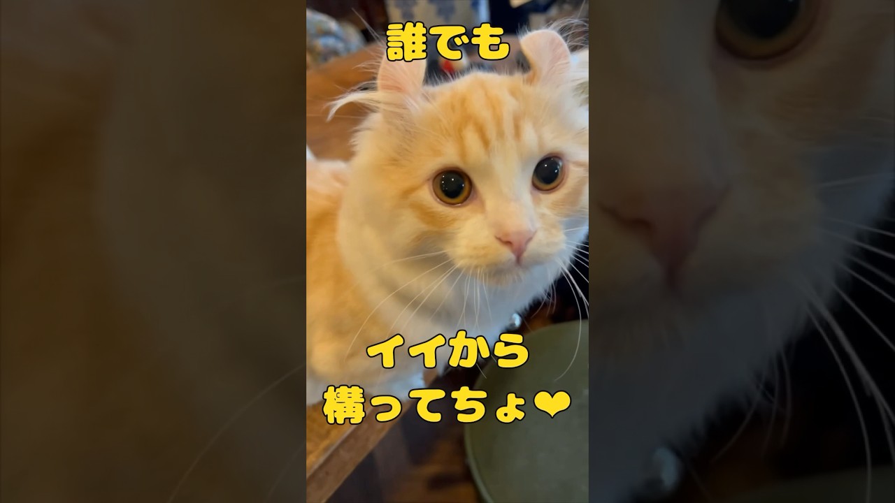 【キンカロー】遊んでほしくてじっと見る仔猫【マンチカール】