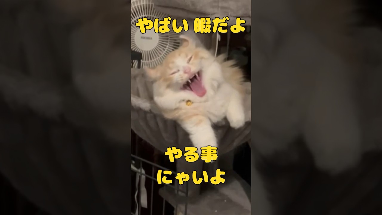 【キンカロー】すんごい顔で大あくびする仔猫【マンチカール】