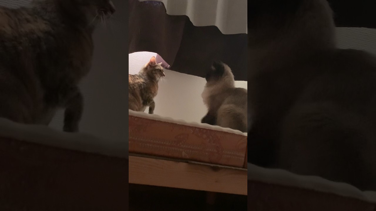 もふもふ喧嘩 #猫 #保護猫 #ヒマラヤン #猫のいる暮らし #猫のいる生活 #shorts