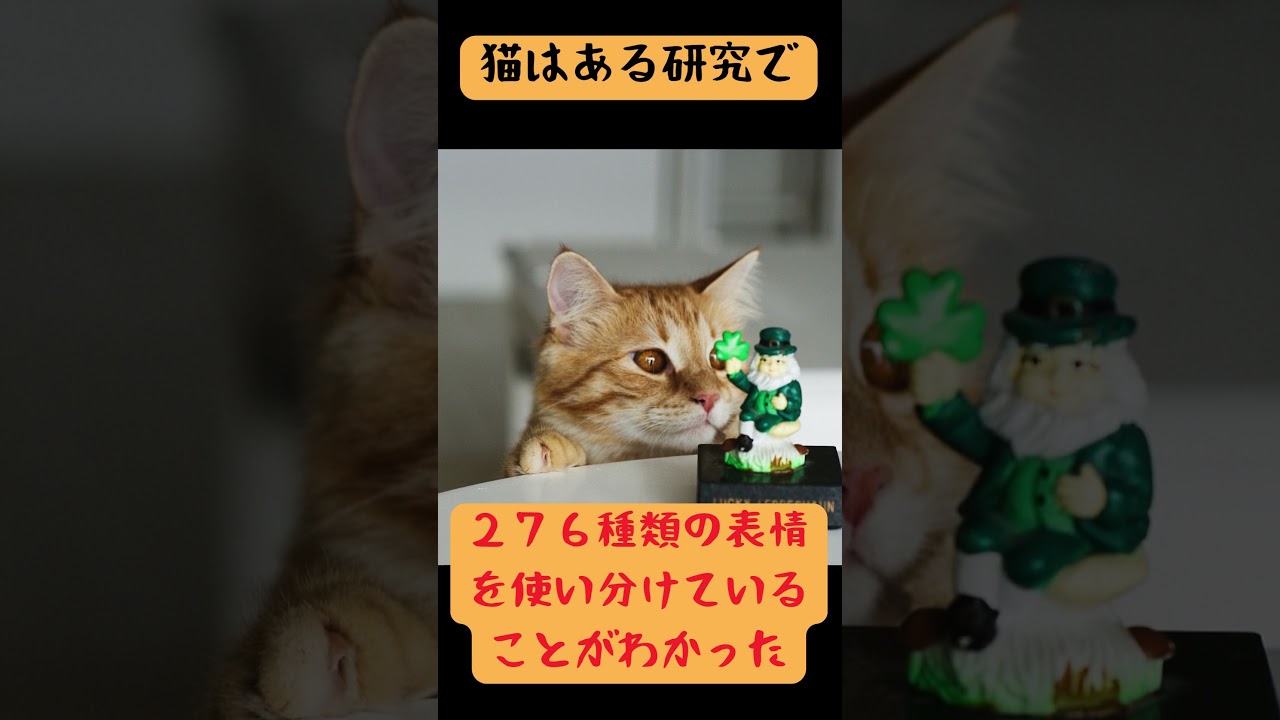日本の猫の血液型は、、猫に関するおもしろい雑学#64 #猫 #short #雑学 #cat