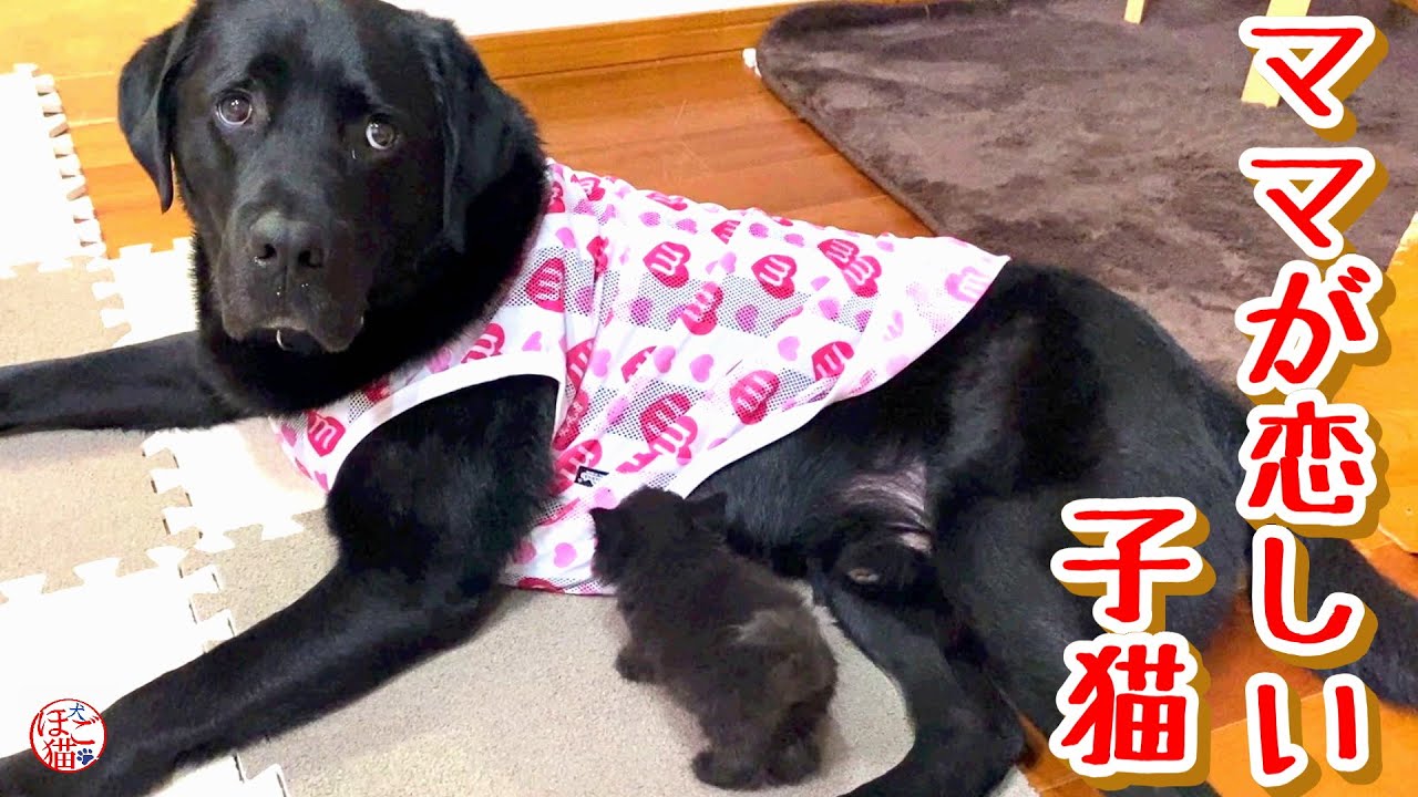 【子猫 保護】子猫達リビングデビュー
