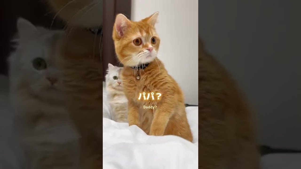 【驚き】パパが現れた時の猫の反応が面白すぎた… #shorts