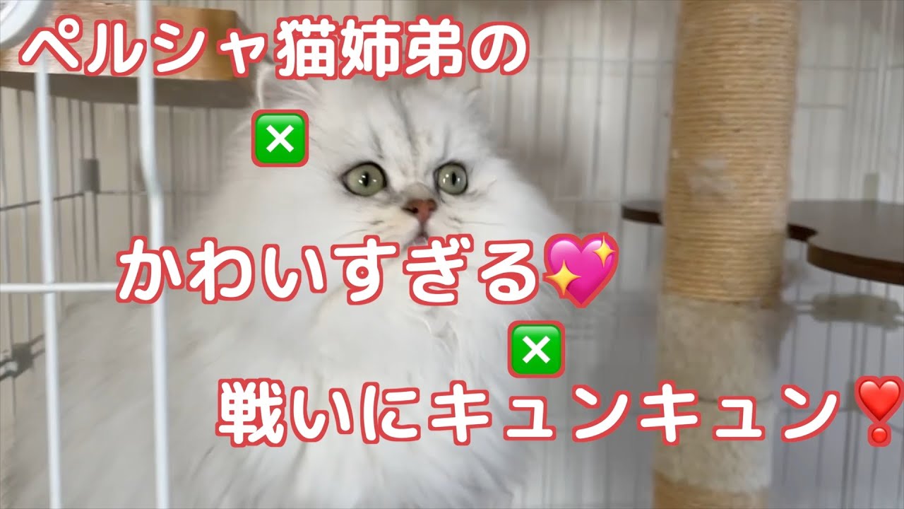 【ペルシャ猫】ペルシャ猫の姉と弟の戦い！一方的にやられちゃう弟くんが可愛すぎます