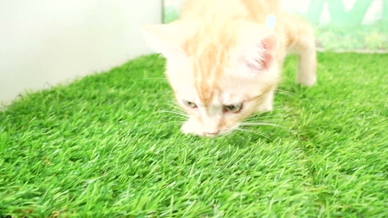 Coo&RIKU　No00671000 アメリカンカール