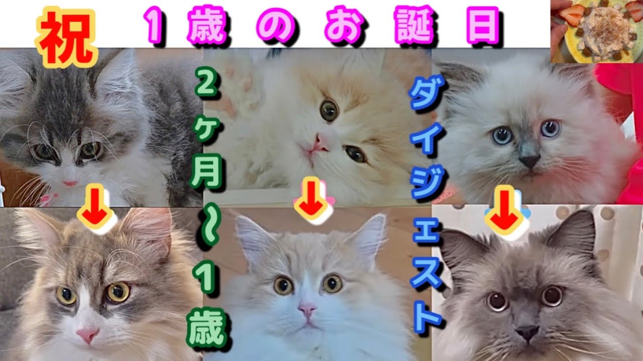 サイベリアンの三つ子　１歳までの成長日記　DIYプレゼント　１歳の誕生日　本当は四つ子のもう1人の女の子の家族に届け！　ダイジェスト版　cats 階段落下防止　お迎えから１歳まで