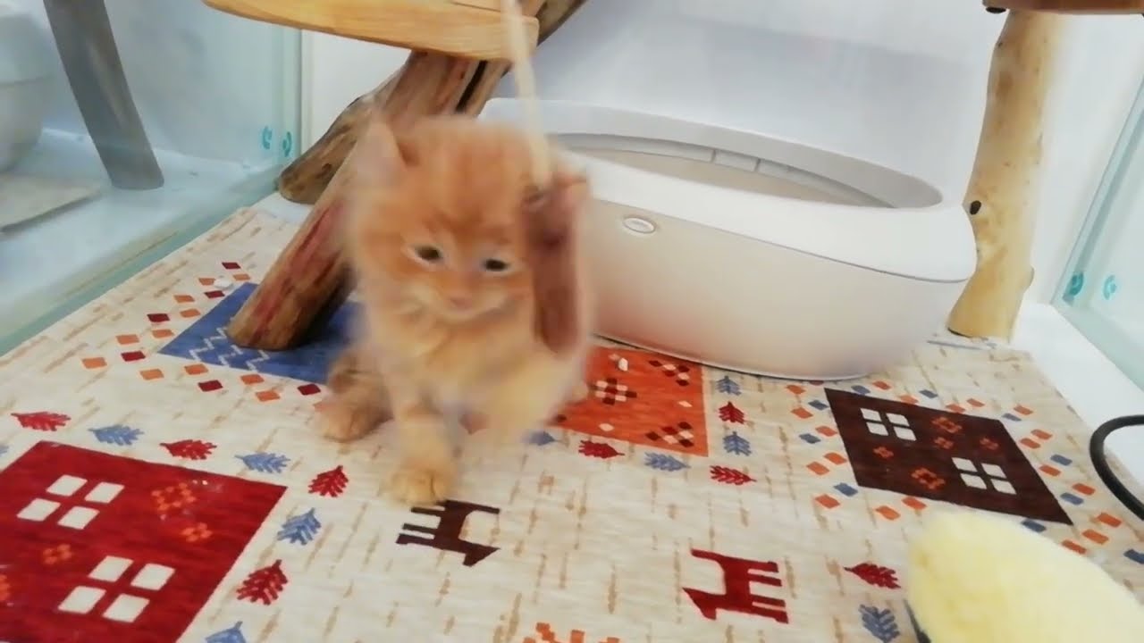 アメリカンカール 男の子 2024.1.28生まれ