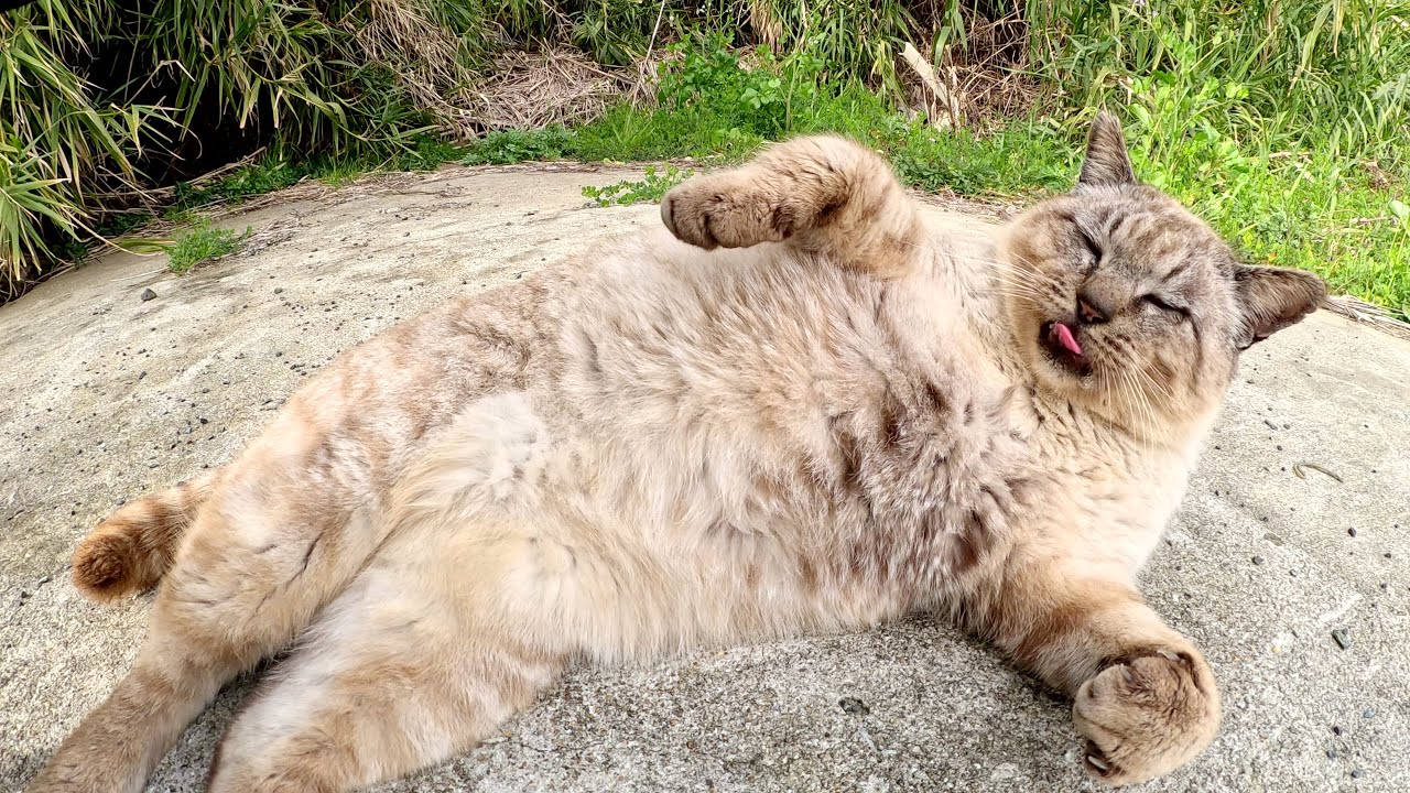 おじいちゃんシャム猫が喉をゴロゴロと鳴らしながら甘えてきた