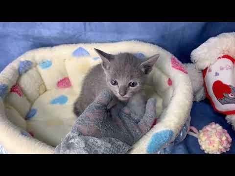 ロシアンブルー 生後10ヶ月まで生命保証付きの安心猫ちゃん。お土産