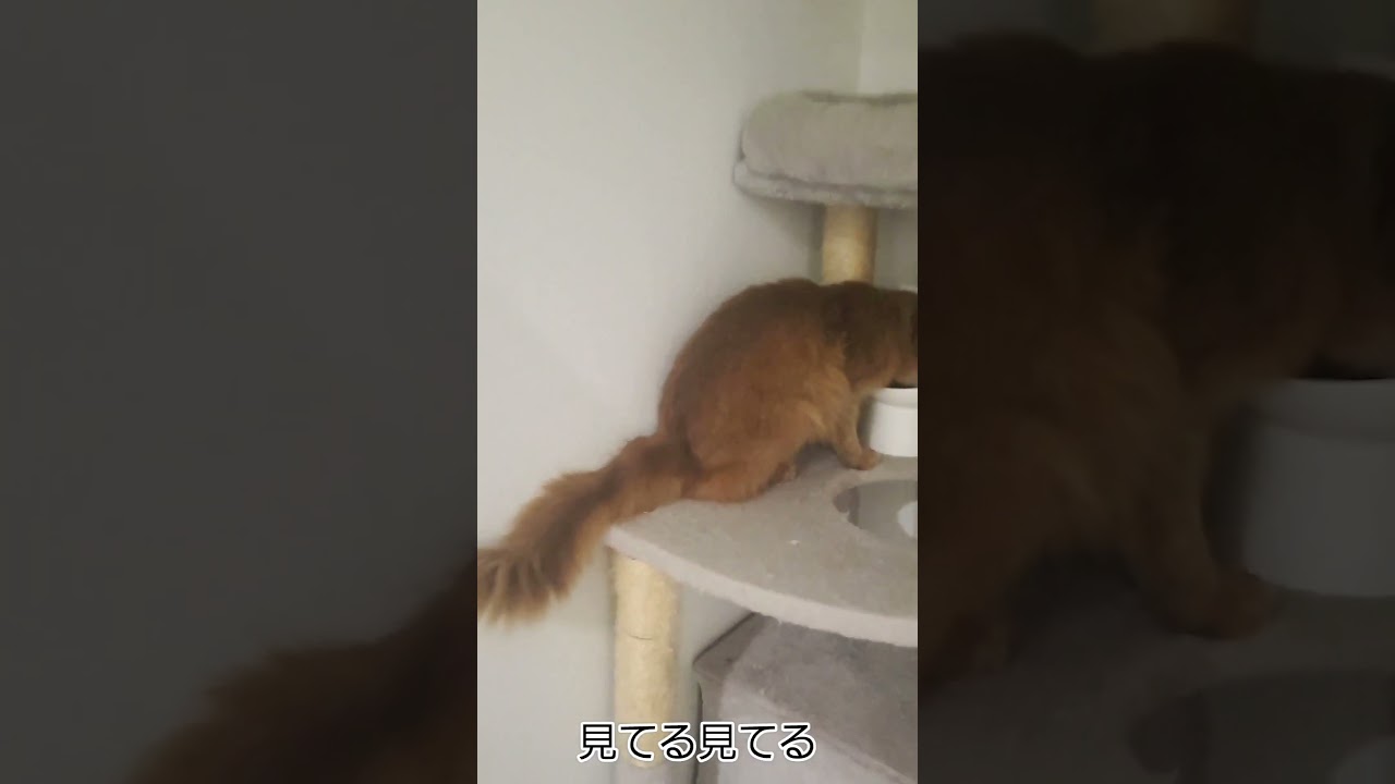 見てなくても食べて…  #shorts #ソマリ #キジトラ #保護猫 #しぴこめ #しぴこめしゃんねる #ねこ #腎不全 #腎臓病 #尿路結石 #ソマリレッド #猫の暮らし