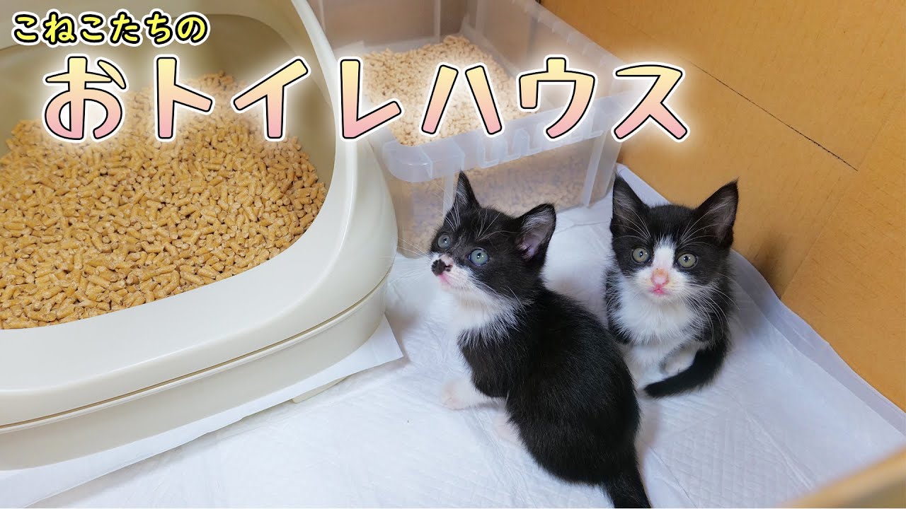 子猫達もシステムトイレに慣れてもらう為におトイレハウスを作りました【仲良し子猫姉妹の成長記録】
