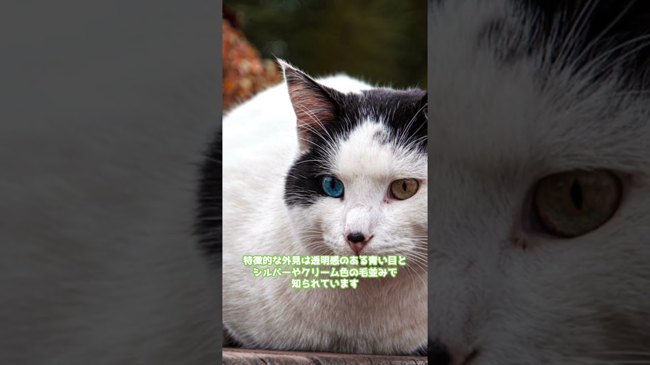 ターキッシュバンの雑学＃shorts #cat #未知なるキャット #ねこ #猫のいる暮らし