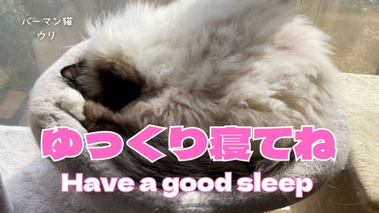 バーマン猫ウリ【ゆっくり寝てね】Have a good sleep（バーマン猫）Birman/Cat