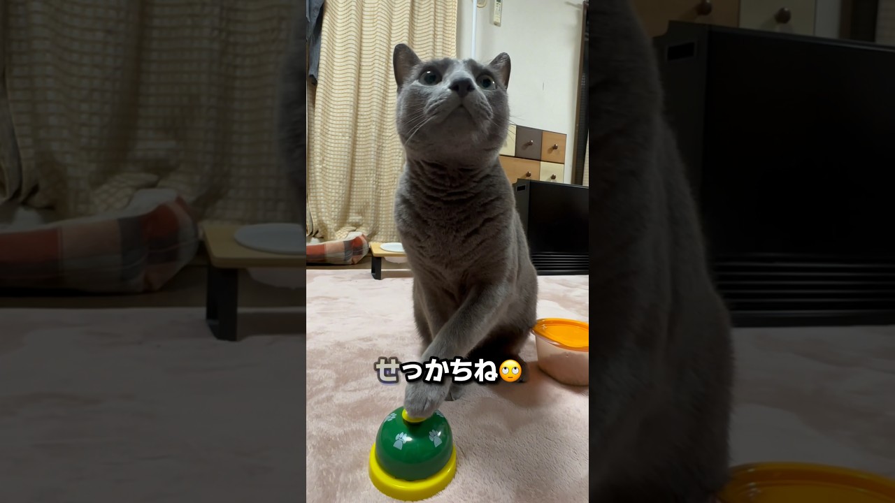 【ロシアンブルー】めろん今朝のベル押し🛎️こんな感じ🤗【猫】#shorts