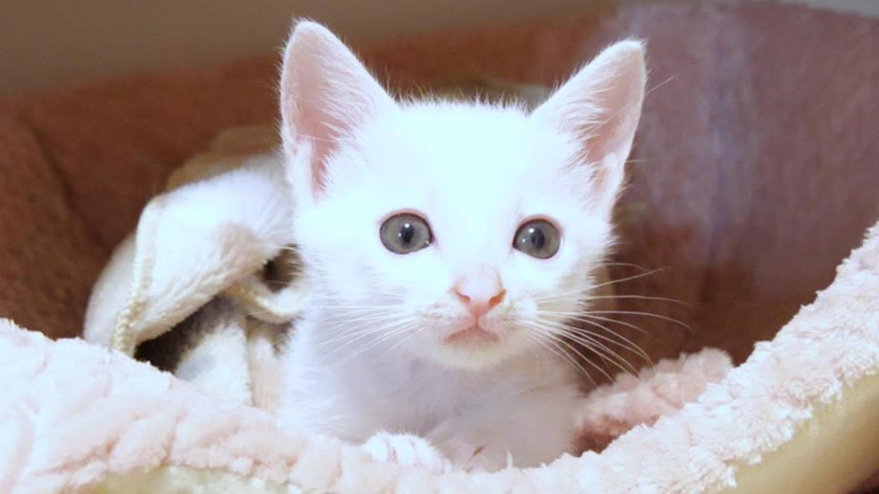 白い子猫が「寂しくてひとりで寝れないよ」と鳴いていたので頭をなでたら嬉しそうに喉を鳴らしていました【赤ちゃん猫　保護猫】