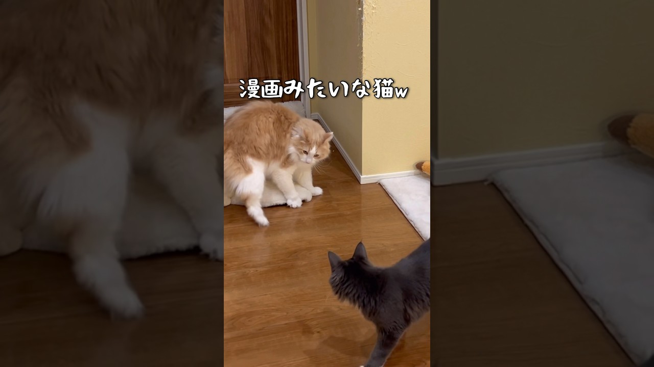 漫画みたいに遊ぶもふ猫たち♡#cat #ターキッシュアンゴラ #ノルウェージャンフォレストキャット #子猫 #猫 #shorts