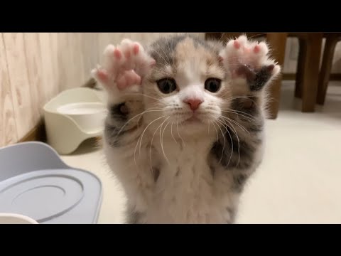 水遊びにハマった子猫の末路…【短足マンチカン】