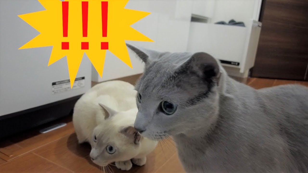 【シャワーに驚く】【ロシアンブルー×トンキニーズ】お風呂に興味津々な猫たち（＃2）