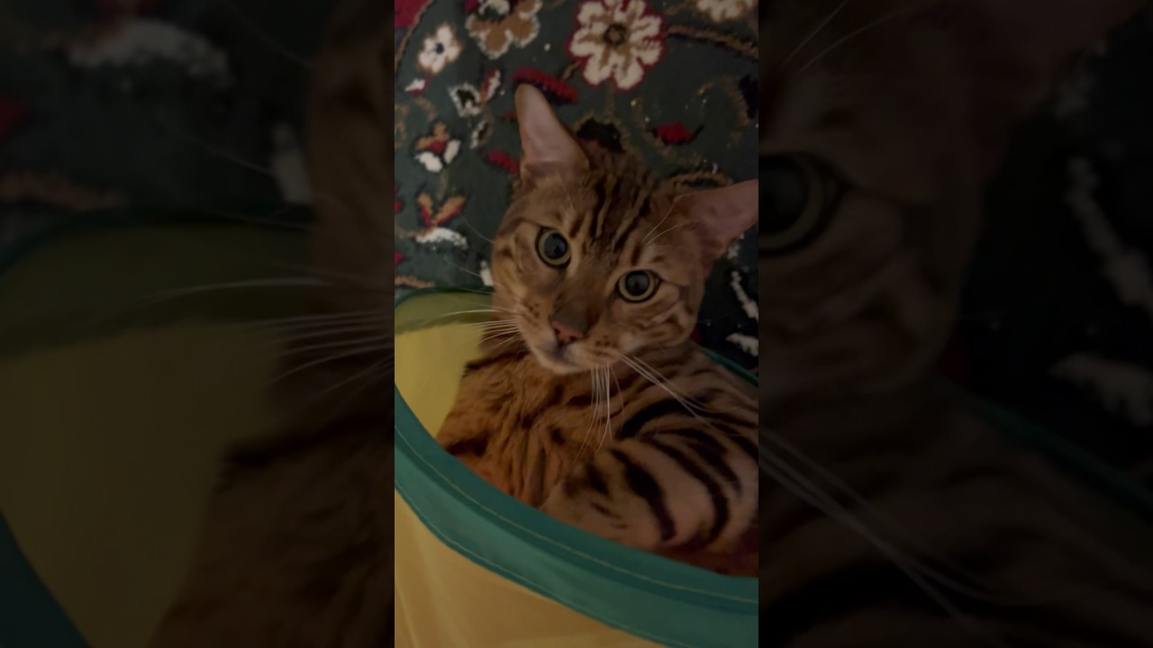 （再アップ）お茶目なシンタローくん😹😹#cat #ベンガル #ニャン #オシキャット #癒し動画 #おやすみ前に#おはよう