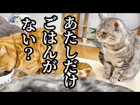 あれ？ポッポママのごはんがない？ #猫 #マンチカン