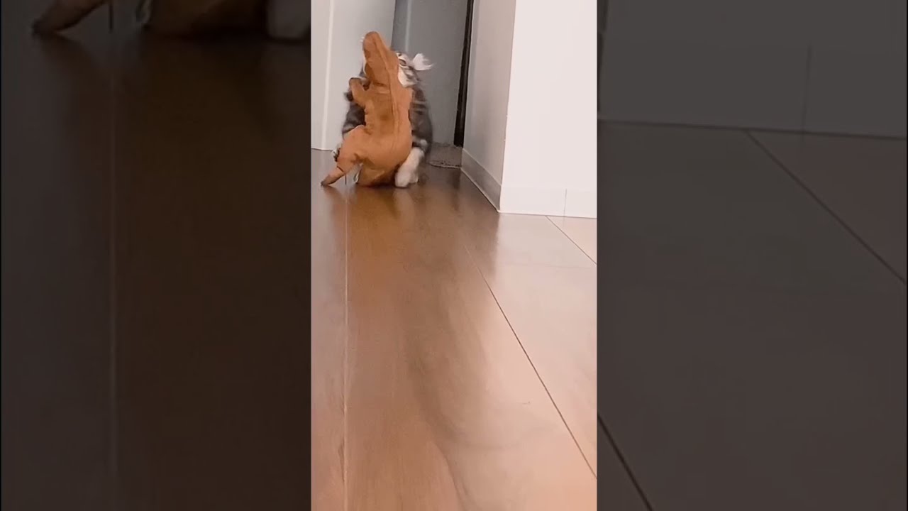 ほんまに猫かな？笑