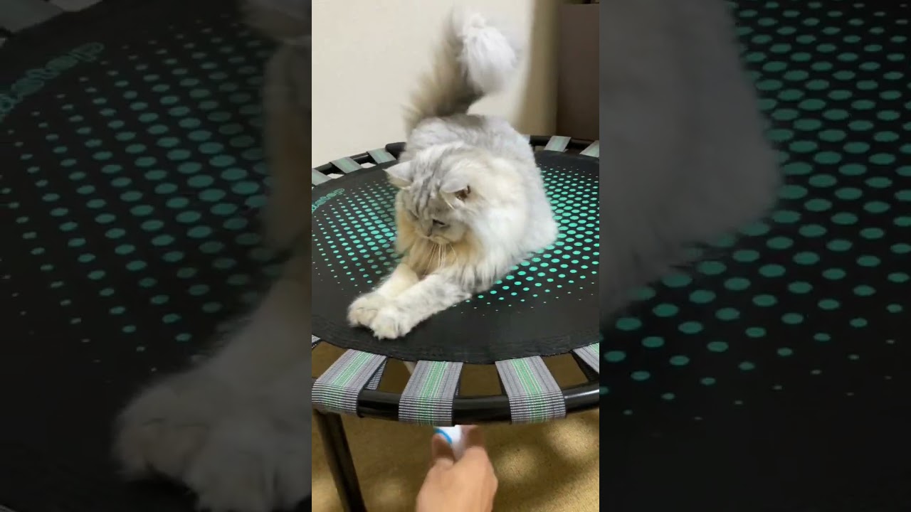大好きな棒で遊ぶココ(トレーニング) #shorts #ラガマフィン#ragamuffin #cat