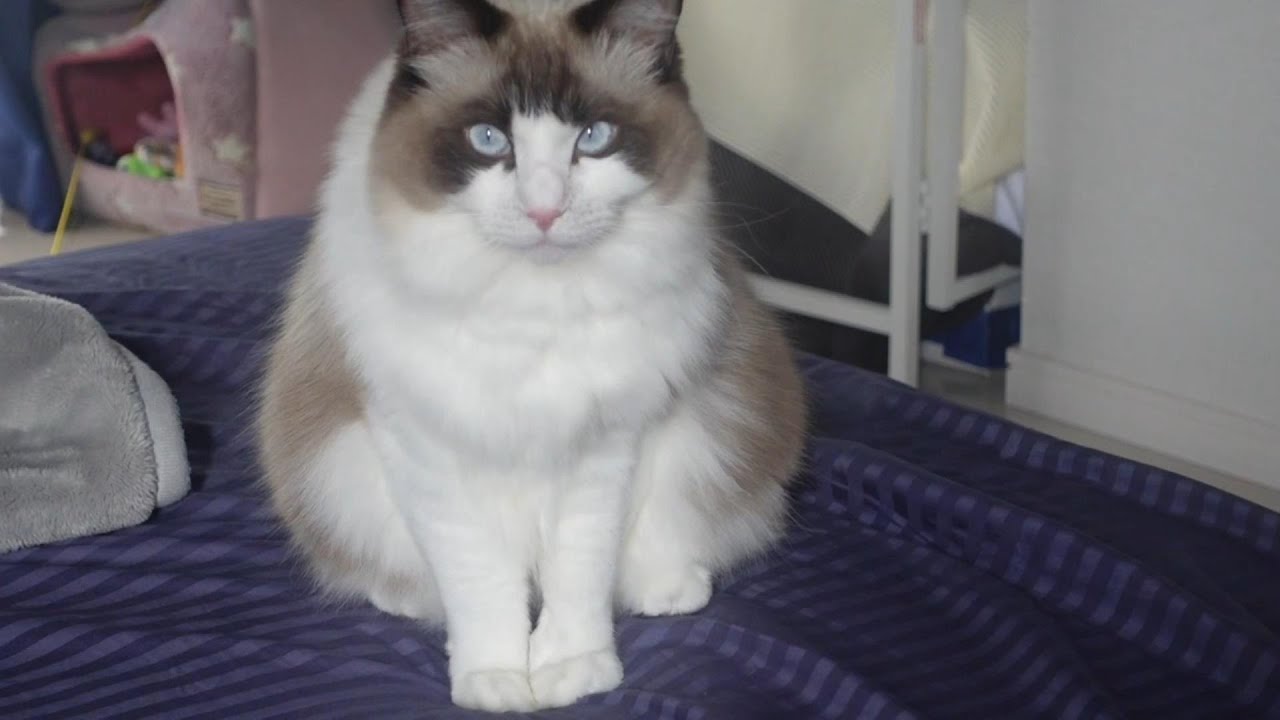 【ラグドール】ちゅーるを食べてご満悦な猫がこちら【猫動画】
