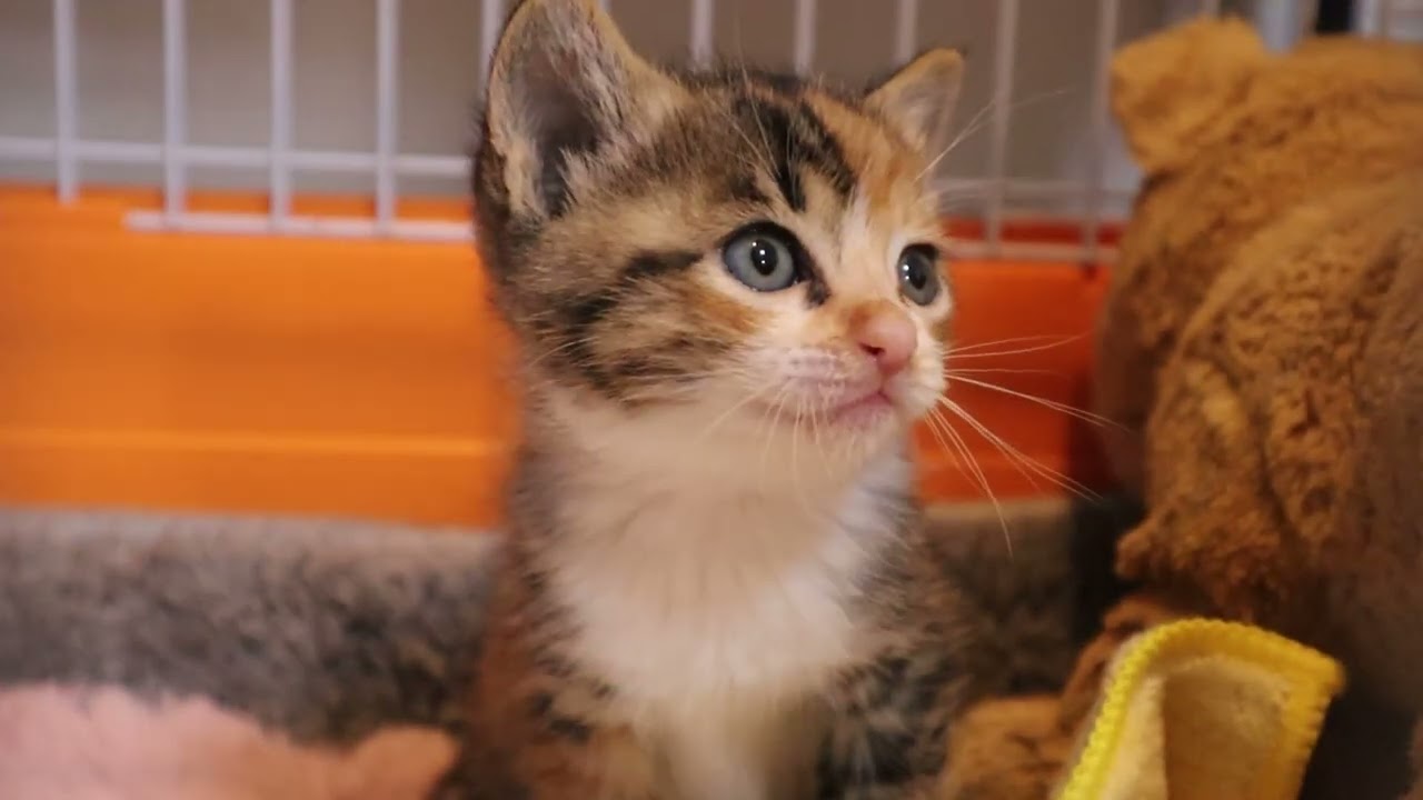 【保護子猫】一晩寝たらめちゃくちゃ元気になっていました
