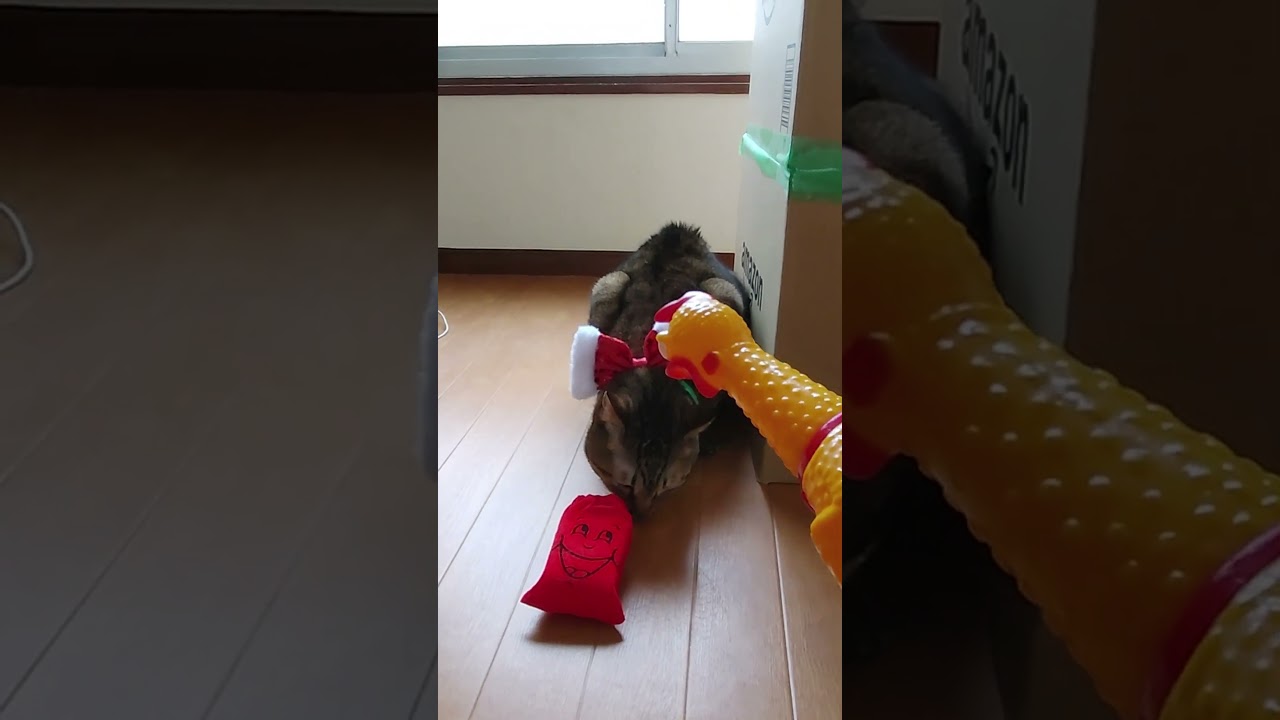 フルコンボ　大吉　　　 #japanesecat #cat #日本猫