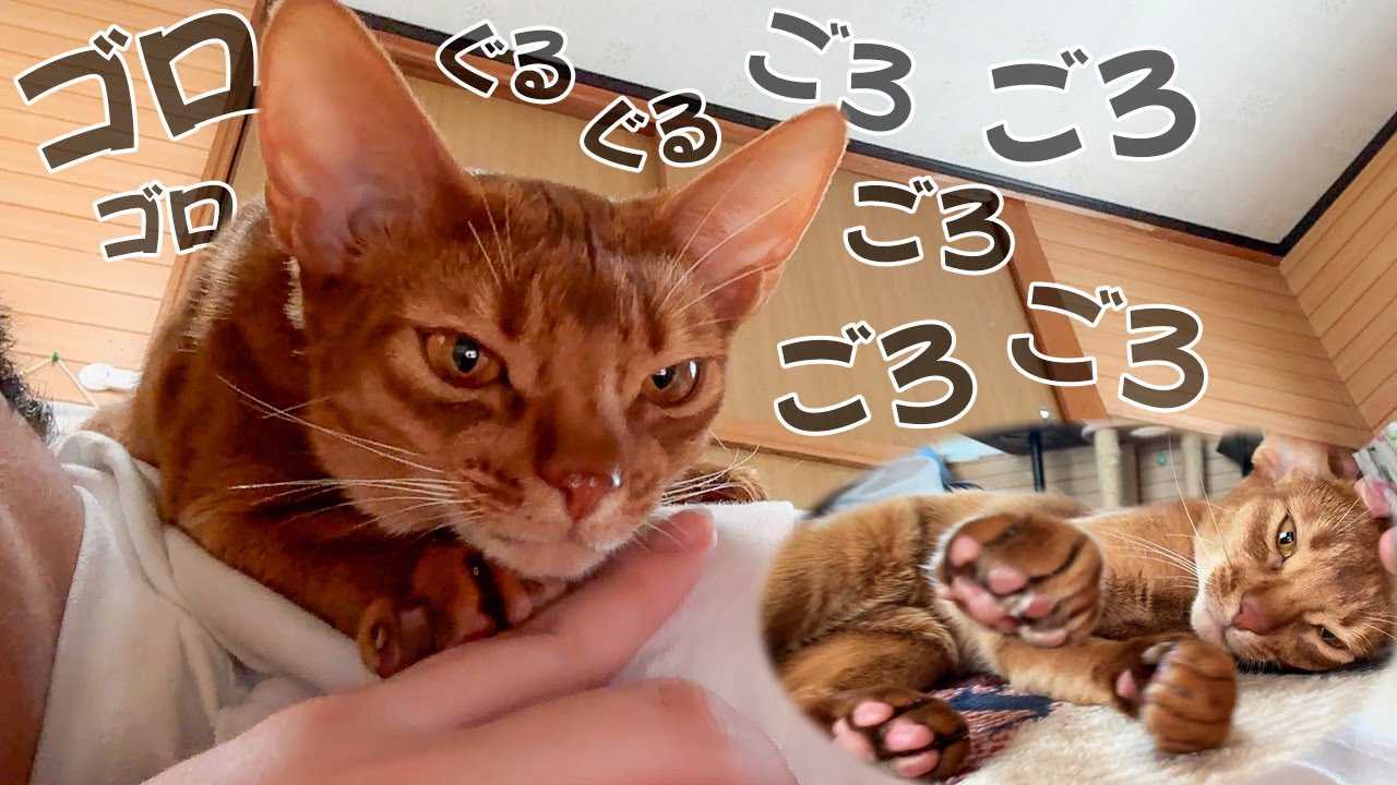 甘えん坊すぎる子猫に体を乗っ取られてしまいました。