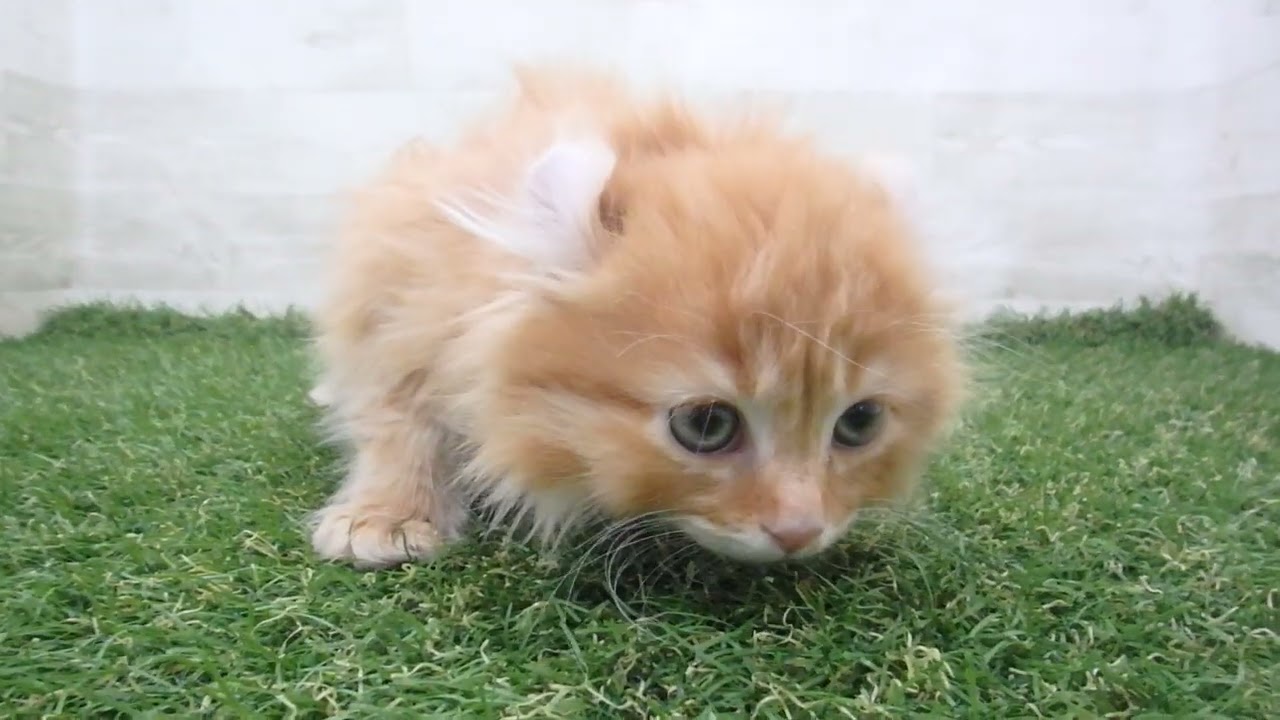 Coo&RIKU　No00670961 アメリカンカール