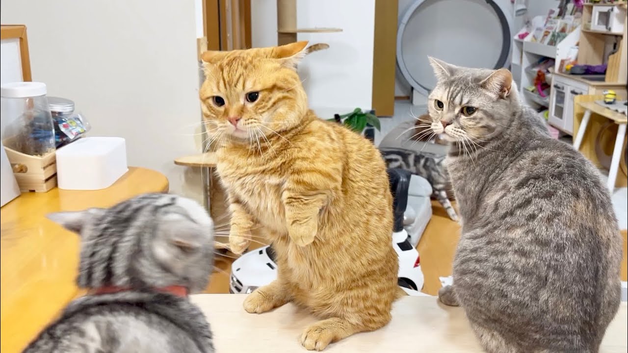 珍しくぽちゃくんとあいちゃんがやり合ってる後ろで普通にツリーから降りてきてるちゃーぼー #猫 #マンチカン