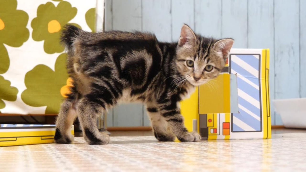 卒業前日の子猫。バスに挟った子猫がパニックになるもすぐに脱出する【赤ちゃん猫　保護猫】