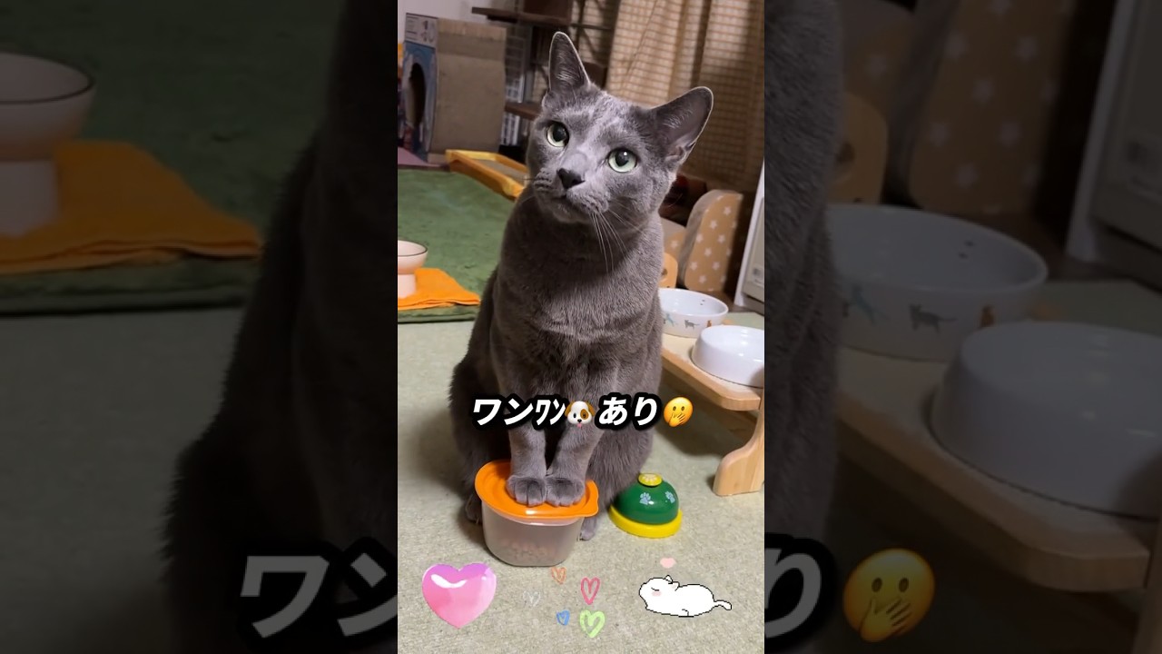 【ロシアンブルー】1年前のめろんです🤗まだベル押し🛎️出来なかった頃です🤭【猫】#shorts